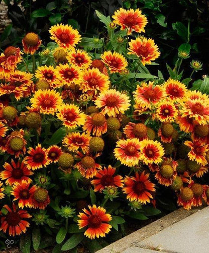 Kokardenblume (Gaillardia 'Kobold') - Gartenpflanzen