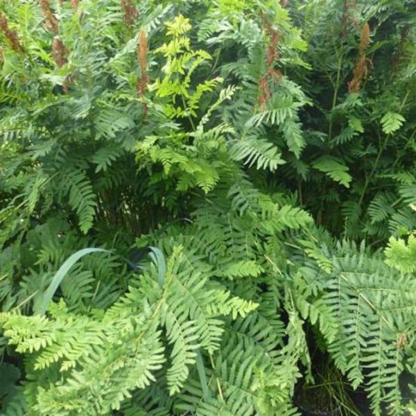 Konings varen (Osmunda regalis) - Tuinplanten