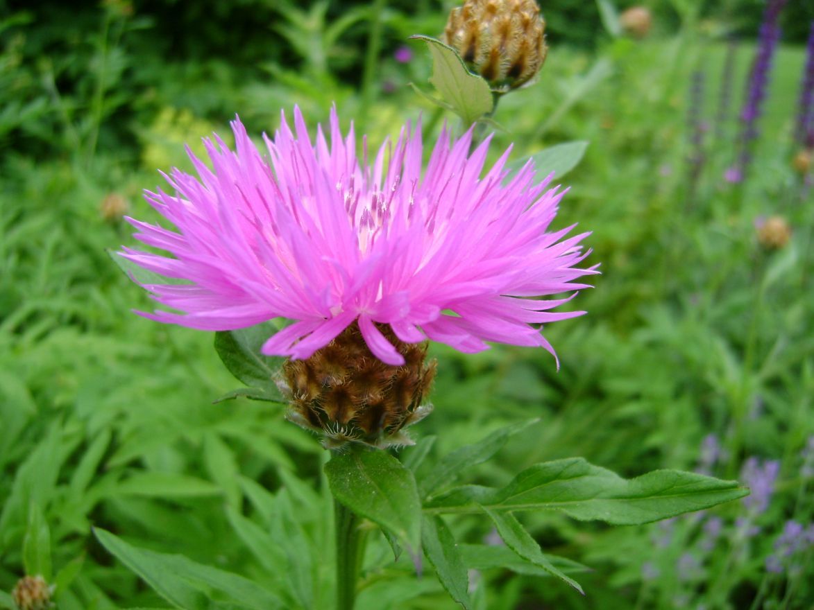 Kornblume (Centaurea dealbata) - Gartenpflanzen