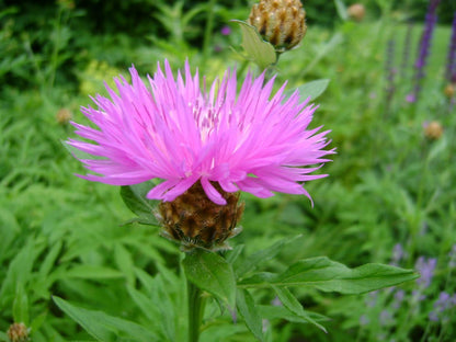 Kornblume (Centaurea dealbata) - Gartenpflanzen