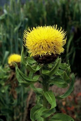 Kornblume (Centaurea macrocephala) - Gartenpflanzen