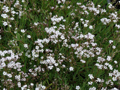 Kriechendes Schleierkraut (Gypsophila repens 'Alba') - Gartenpflanzen