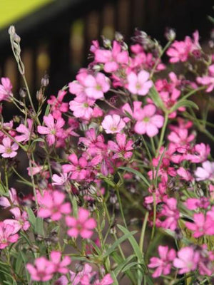 Schleierkraut (Gypsophila repens 'Rosea')