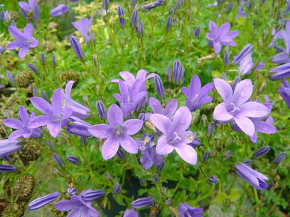 Dalmatiner Glockenblume (Campanula portenschlagiana) - Gartenpflanzen