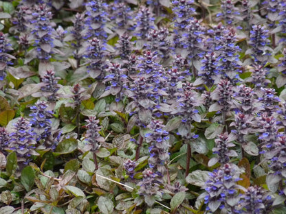 Kriechender Günsel (Ajuga reptans 'Atropurpurea') - Gartenpflanzen