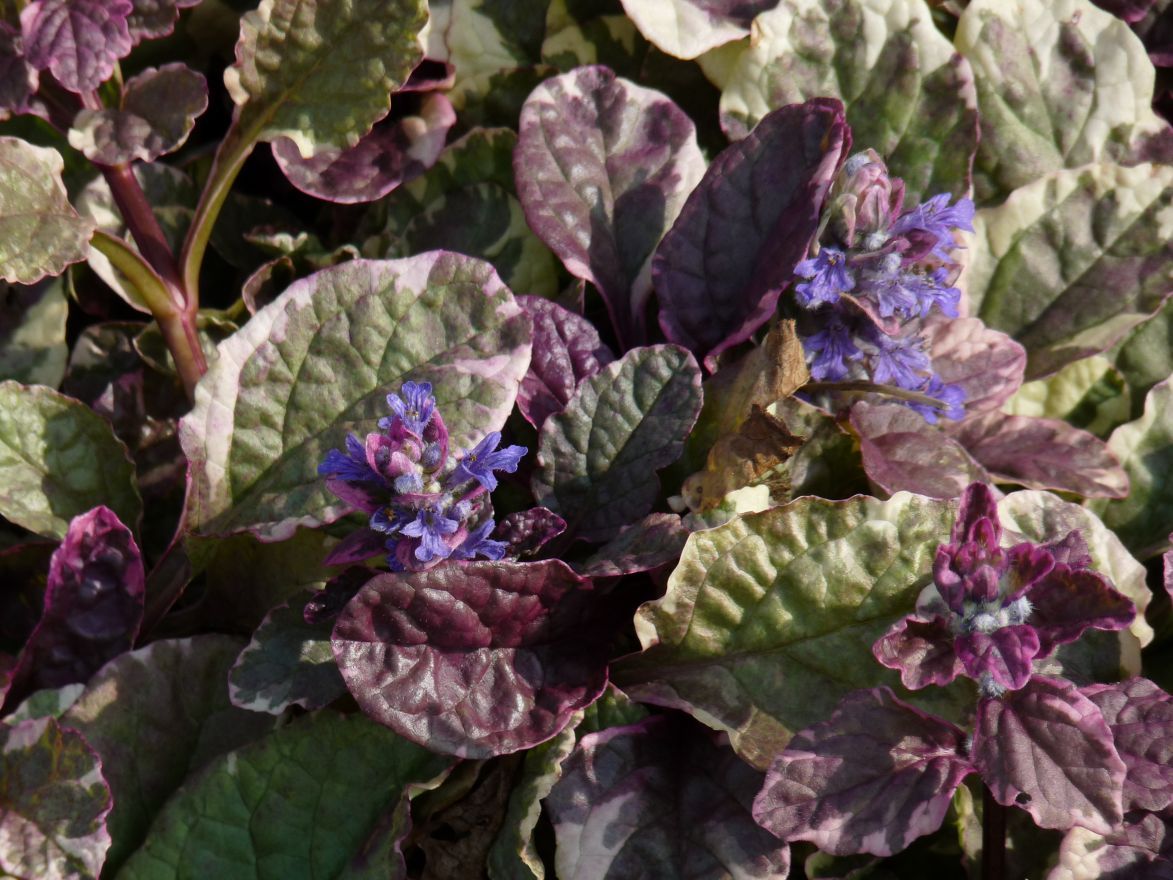 Kruipend zenegroen (Ajuga reptans 'Burgundy Glow') - Tuinplanten