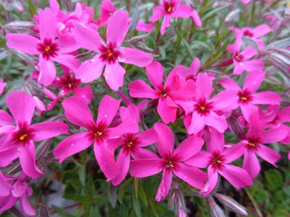 Kriechphlox (Phlox (S) 'Atropurpurea') - Gartenpflanzen