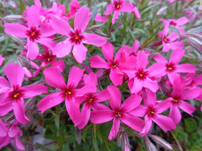 Kriechender Phlox (Phlox (S) 'Atropurpurea')