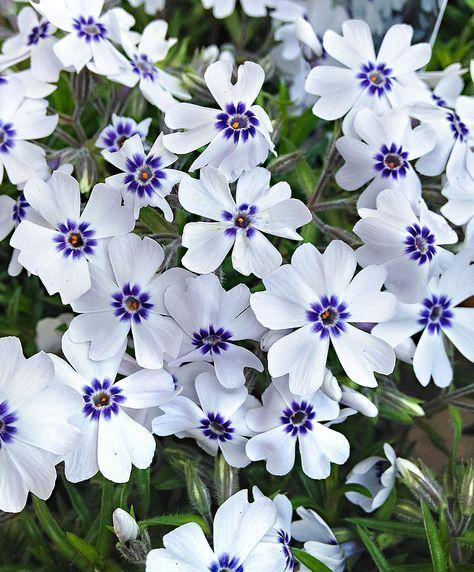 Kruipphlox (Phlox (S) 'Bavaria') - Tuinplanten