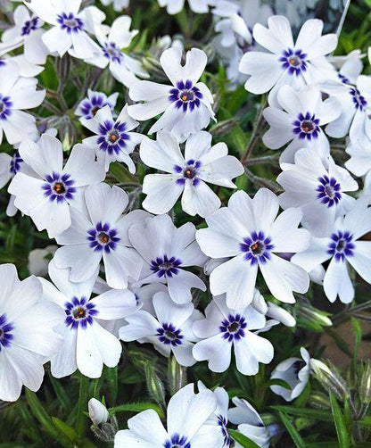 Kriechphlox (Phlox (S) 'Bavaria') - Gartenpflanzen