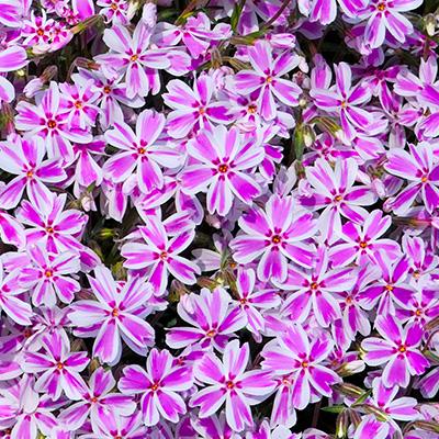 Kriechphlox (Phlox (S) 'Candy Stripes') - Gartenpflanzen