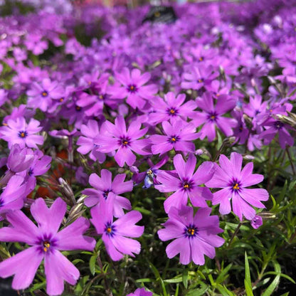 Kriechphlox (Phlox (S) 'Purple Beauty') - Gartenpflanzen