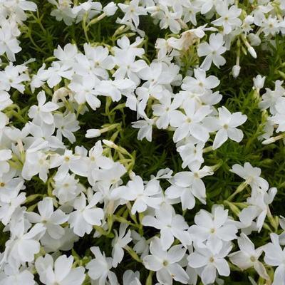 Kriechender Phlox (Phlox (S) 'Calvides White')