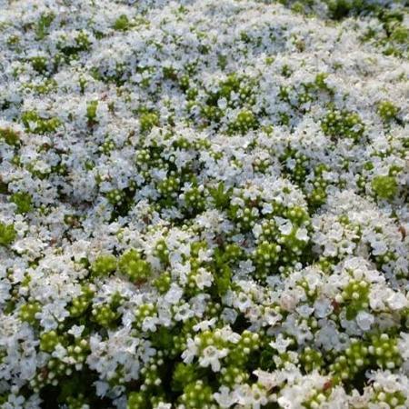 Kruiptijm (Thymus praecox 'Albiflorus') - Tuinplanten
