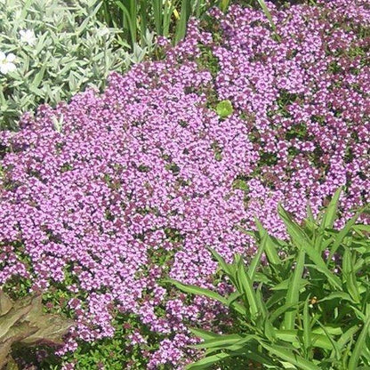 Kriechender Thymian (Thymus serpyllum) - Gartenpflanzen