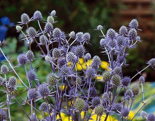 Kugeldistel (Eryngium planum) - Gartenpflanzen