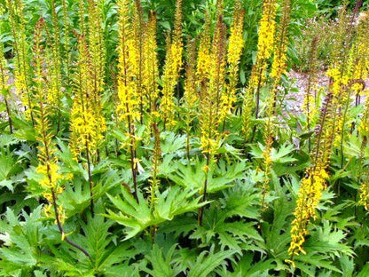 Kruiskruid (Ligularia przewalskii) - Gartenpflanzen