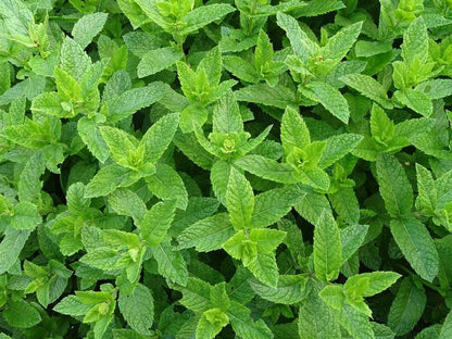 Krauseminze (Mentha spicata) - Gartenpflanzen