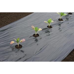 Anzuchtfolie für große Gemüse