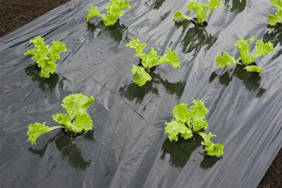 Anzuchtfolie für schwarzen Salat