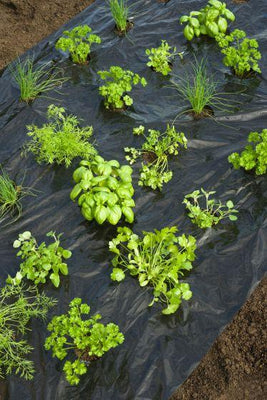 Pflanzfolie für Gartenkräuter