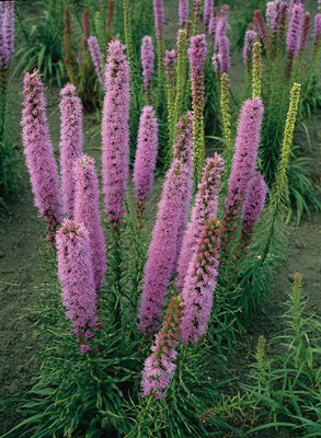 Lampenschimmer (Liatris spicata 'Floristan Violett')