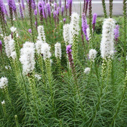 Lampepoetser (Liatris spicata 'Floristan Weiss') - Gartenpflanzen