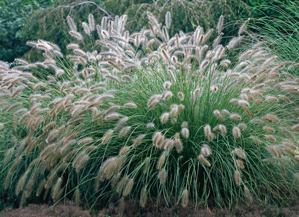Lampepoetsersgras (Pennisetum alopecuroides) - Tuinplanten