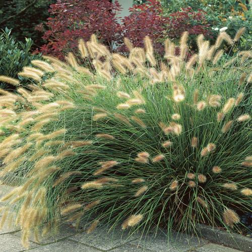 Lampepoetsersgras (Pennisetum alopecuroides 'Hameln') - Tuinplanten