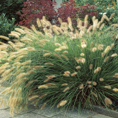 Neunaugengras (Pennisetum alopecuroides 'Hameln')