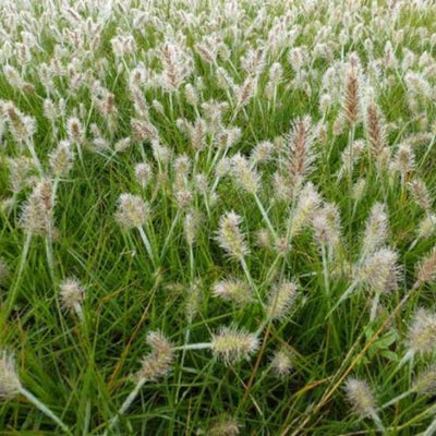 Neunaugengras (Pennisetum alopecuroides 'JS Dance With Me')