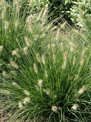 Neunaugengras (Pennisetum alopecuroides 'Little Bunny')