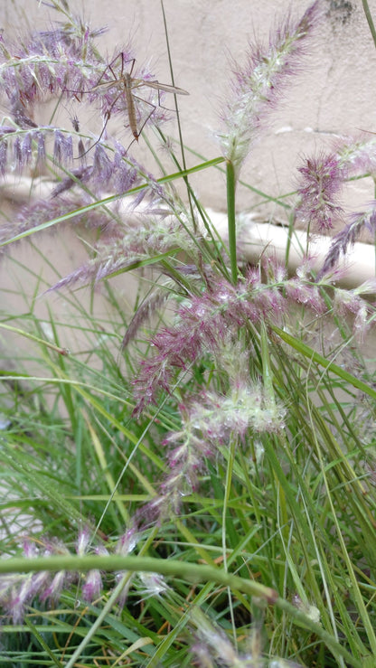 Lampenputzergras (Pennisetum alopecuroides flamingo) - Gartenpflanzen