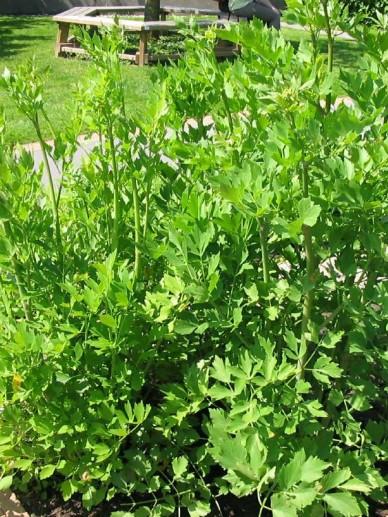 Liebstöckel, Maggikraut (Levisticum officinale) - Gartenpflanzen