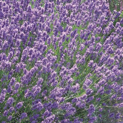 Lavendel (Lavandula angustifolia 'Dwarf Blue') - Gartenpflanzen