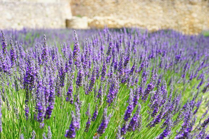 Lavendel (Lavandula angustifolia 'Munstead') - Gartenpflanzen