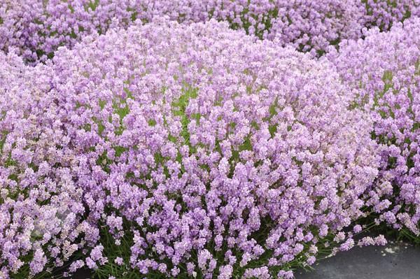 Lavendel (Lavandula angustifolia 'Rosea') - Tuinplanten