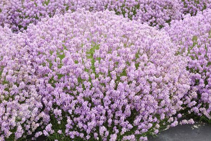 Lavendel (Lavandula angustifolia 'Rosea') - Tuinplanten