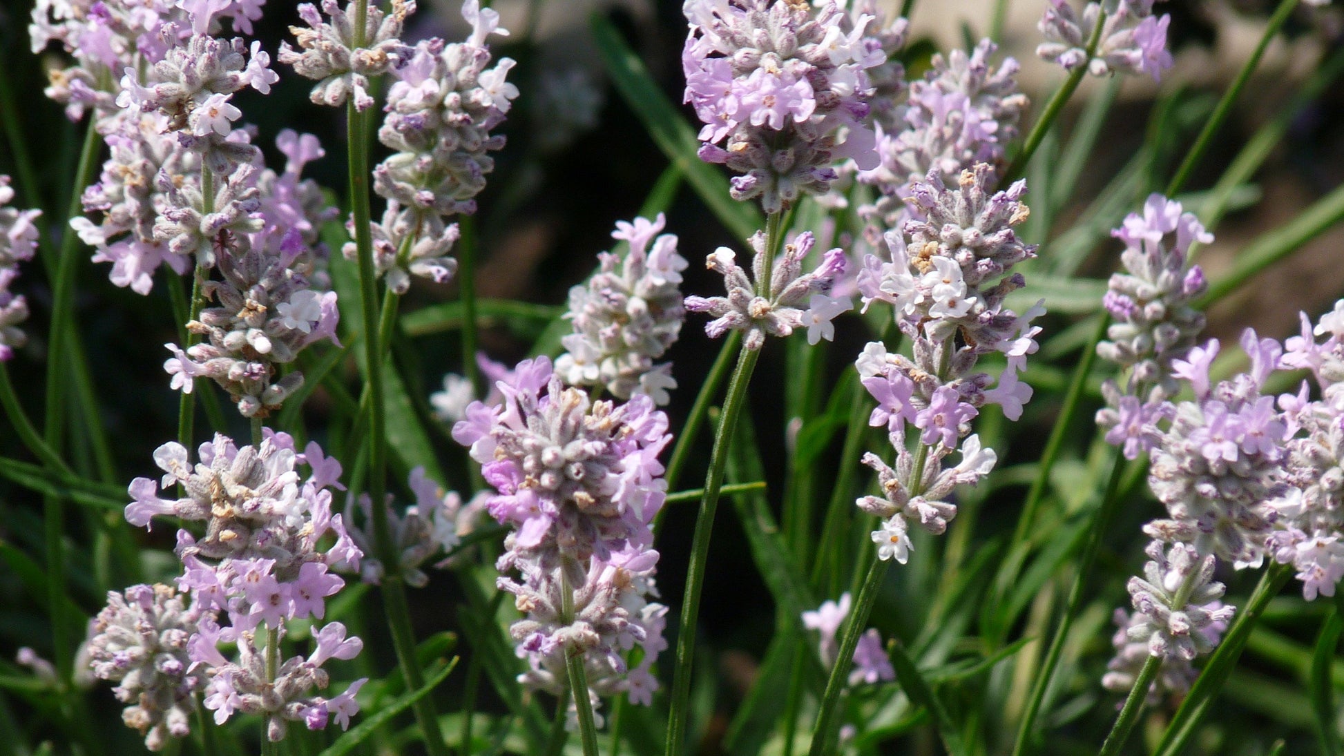 Lavendel (Lavandula angustifolia 'Rosea') - Tuinplanten
