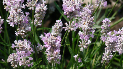 Lavendel (Lavandula angustifolia 'Rosea') - Tuinplanten