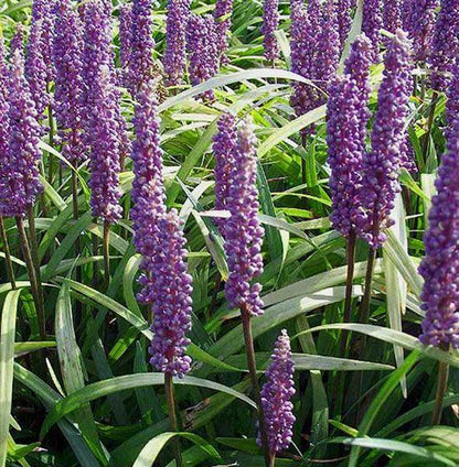 Liliengras (Liriope muscari 'Moneymaker') - Gartenpflanzen