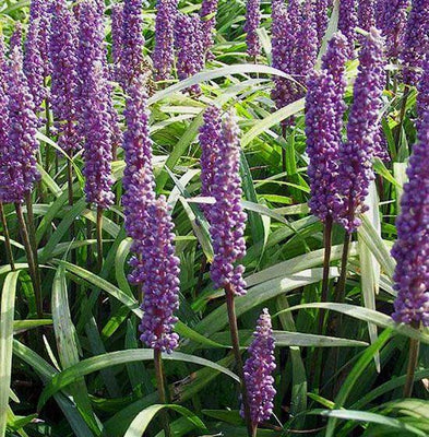 Liliengras (Liriope muscari 'Moneymaker')