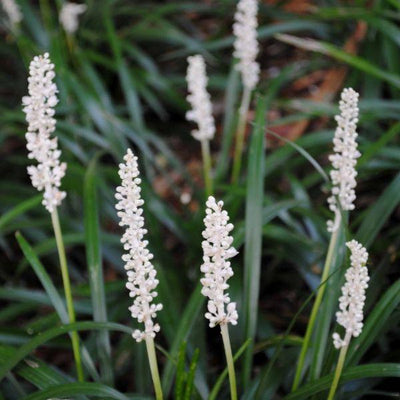 Liliengras (Liriope muscari 'Monroe White')