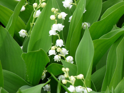 Maiglöckchen (Convallaria majalis) - Gartenpflanzen