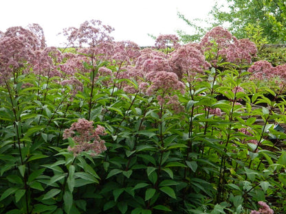 Wasserdost (Eupatorium mac. 'Atropurpureum') - Gartenpflanzen