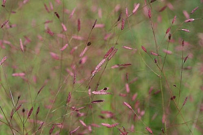 Liebesgras (eragrostis spectabilis) - Gartenpflanzen