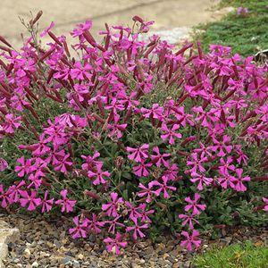 Klebewurz (Silene schafta)