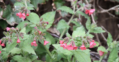 Lungenkraut (Pulmonaria rubra 'Redstart') - Gartenpflanzen