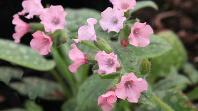 Lungenkraut (Pulmonaria saccharata 'Dora Bieleveld')