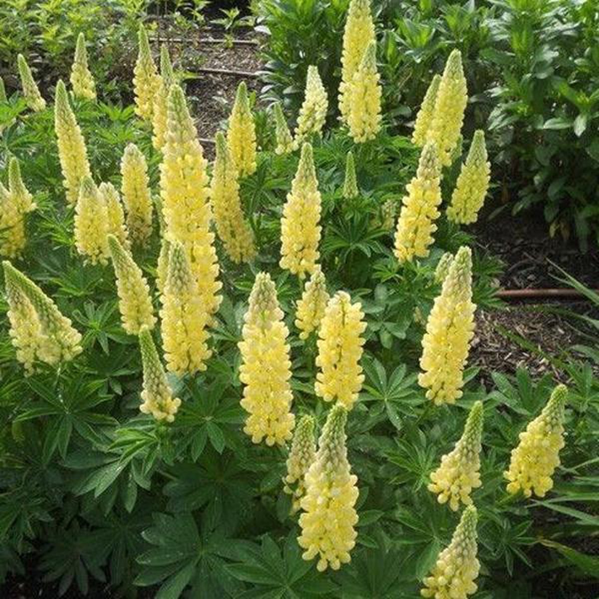 Lupine (Lupinus 'Chandelier') - Gartenpflanzen